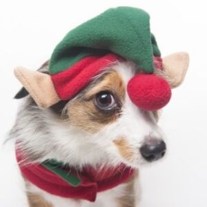 Spot Ethical Pet Elf Hat Red O/S