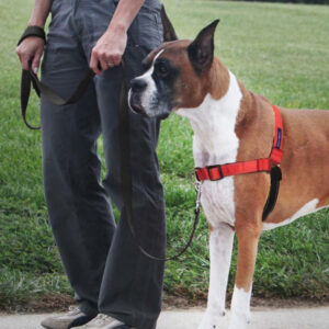 PetSafe Deluxe Easy Walk Steel Dog Harness Black, Rose Medium/Large