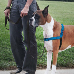 PetSafe Deluxe Easy Walk Steel Dog Harness Black, Ocean Large
