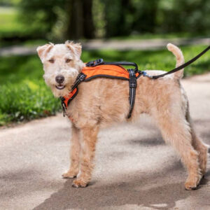 PetSafe Walk Along Outdoor Dog Harness Orange Small