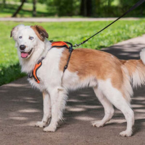 PetSafe Walk Along Outdoor Dog Harness Orange Medium