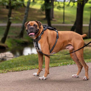 PetSafe Walk Along Outdoor Dog Harness Black Large