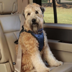 PetSafe Happy Ride Safety Dog Harness Black, Blue 1ea/Medium