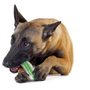 Petstages Crunchcore Bone Dog Chew Toy Medium